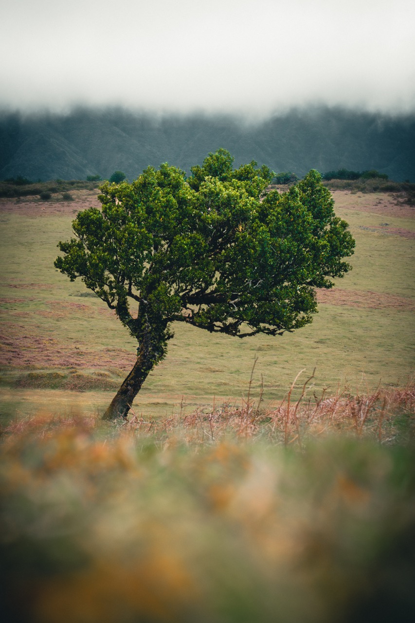 Madeira Fanal Forrest Tree