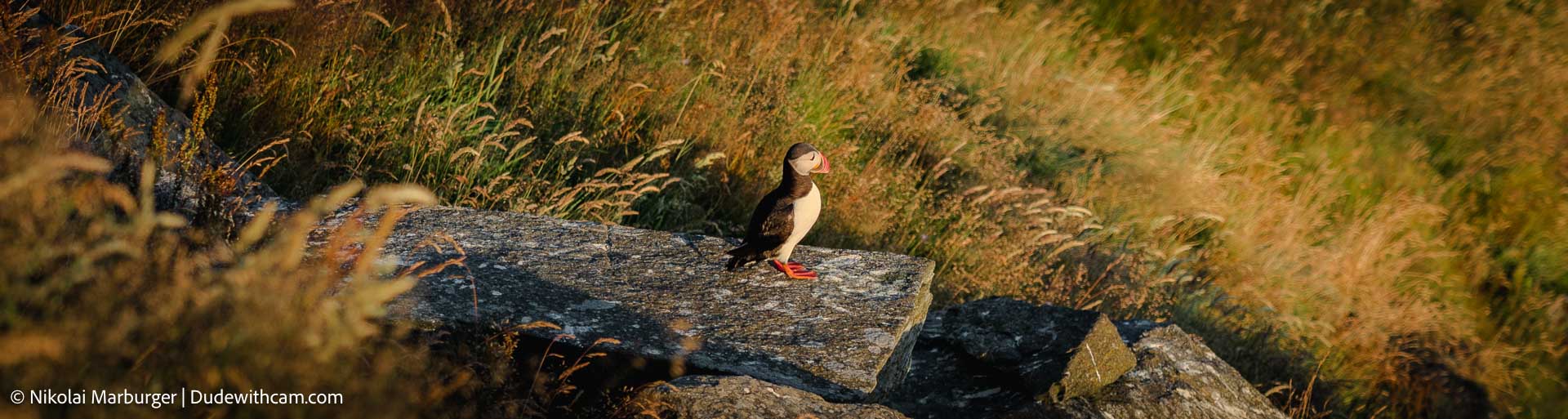 A puffin standing on a stone just after leaving its nest.
